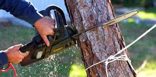 How Our Tree Care Process Works  in  La Grange, IL